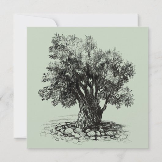 オリーブの古木 (正面)