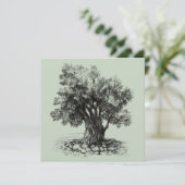 オリーブの古木 (スタンド正面)