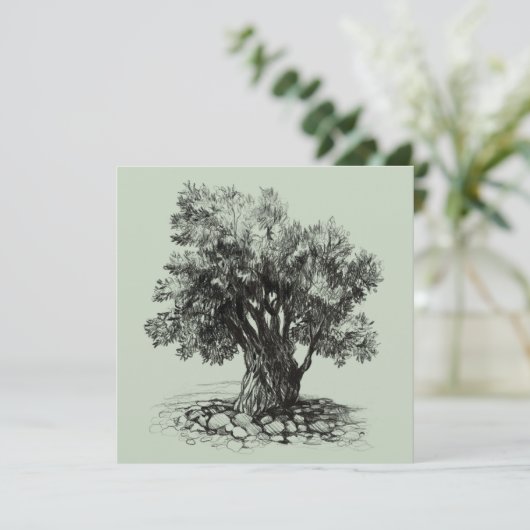 オリーブの古木 (スタンド正面)