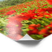 オリーブの木のポピーのフィールドの写真プリント フォトプリント            (角)