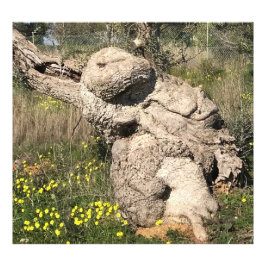 オリーブの木の位置 フォトプリント           