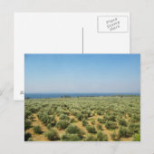 オリーブの木はがき ポストカード (正面/裏面)