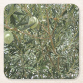 オリーブの木葉の スクエアペーパーコースター (正面)