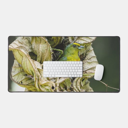 オリーブの背中のユーフォニア、野生動物の鳥の写真 デスクマット (キーボード&マウス)