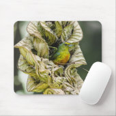 オリーブの背中のユーフォニア、野生動物の鳥の写真 マウスパッド (マウス)