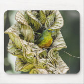 オリーブの背中のユーフォニア、野生動物の鳥の写真 マウスパッド (正面)
