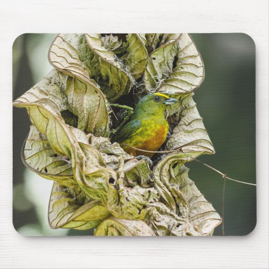 オリーブの背中のユーフォニア、野生動物の鳥の写真 マウスパッド (正面)