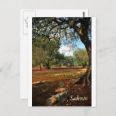 オリーブガーデンの晴れた日 ポストカード (正面/裏面)