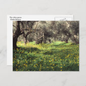 オリーブグローブのはがき ポストカード (正面/裏面)