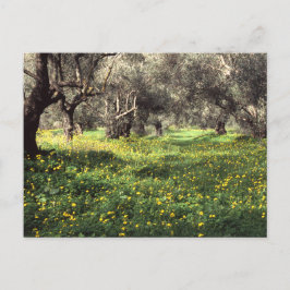 オリーブグローブのはがき ポストカード