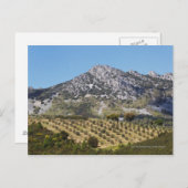 オリーブグローブ ポストカード (正面/裏面)