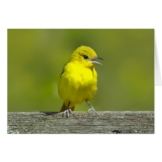 オリーブコウライウグイス - オリジナル写真 (正面横)