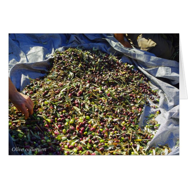 オリーブコレクション (正面横)