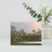 オリーブツリーグローブアットサンセットバーはがき ポストカード (スタンド正面)