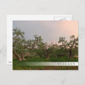 オリーブツリーグローブアットサンセットバーはがき ポストカード (正面/裏面)