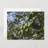 オリーブツリー ポストカード (正面/裏面)