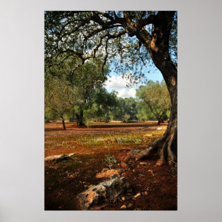 オリーブ園の晴れた日 ポスター