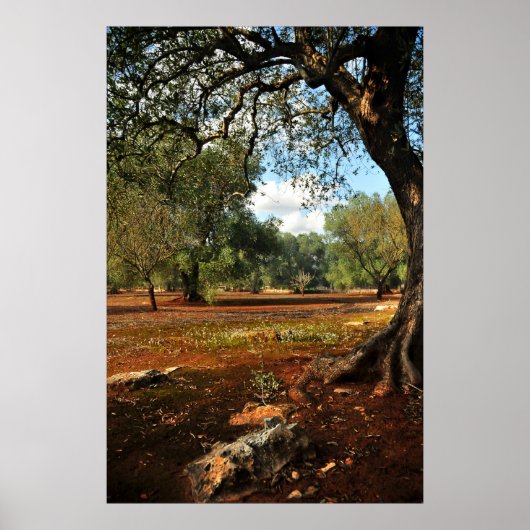 オリーブ園の晴れた日 ポスター (正面)