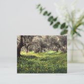 オリーブ林 ポストカード (スタンド正面)