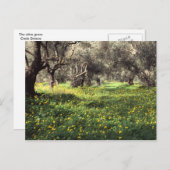 オリーブ林 ポストカード (正面/裏面)