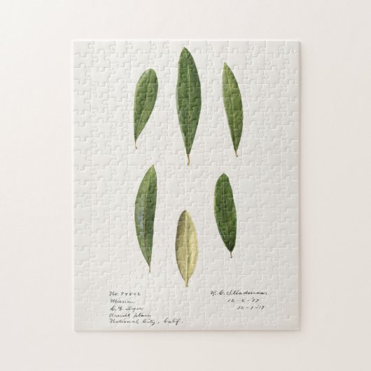 オリーブ葉（オリア・ヨーロッパ）水色絵画ーズ ジグソーパズル (縦)