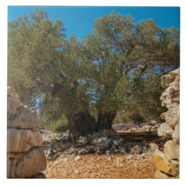 オリーブ・ガーデン・オブ・ラン タイル