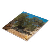 オリーブ・ガーデン・オブ・ラン タイル (側面)