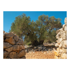 オリーブ・ガーデン・オブ・ラン フォトプリント           