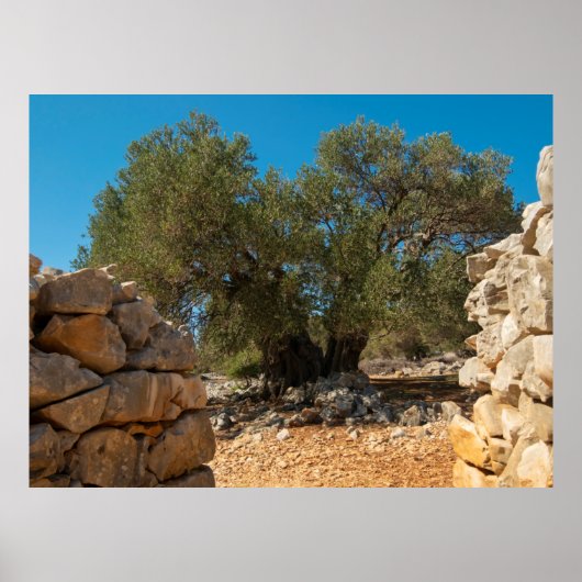 オリーブ・ガーデン・オブ・ラン ポスター (正面)