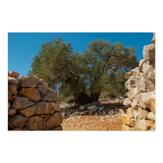 オリーブ・ガーデン・オブ・ラン ポスター (正面)