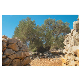 オリーブ・ガーデン・オブ・ラン メタルプリント