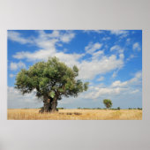 オリーブ ポスター (正面)