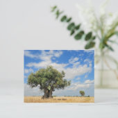 オリーブ ポストカード (スタンド正面)