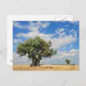 オリーブ ポストカード (正面/裏面)