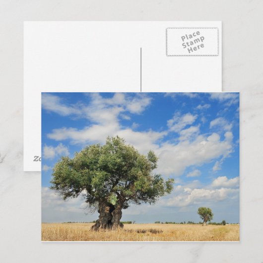 オリーブ ポストカード (正面/裏面)