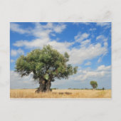 オリーブ ポストカード (正面)