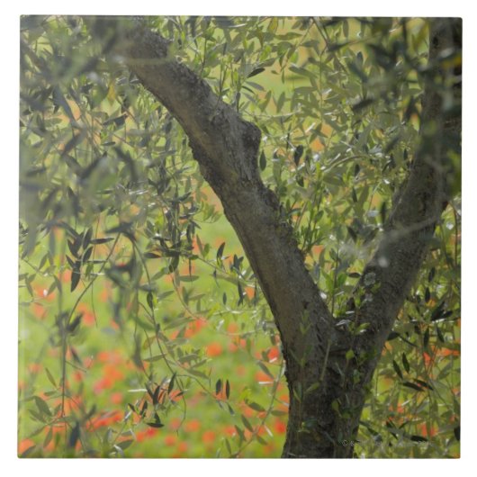 オリーブ、Castiglioneのd'Orcia、シエナの地域、 タイル (正面)