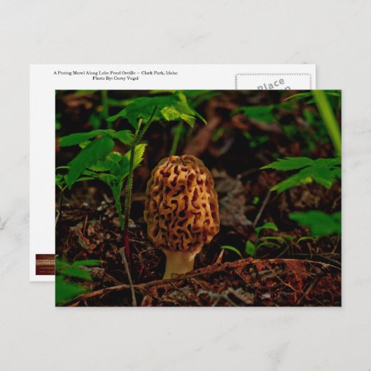 オリーユ湖に沿ってポーズを設定はがき ポストカード (正面/裏面)