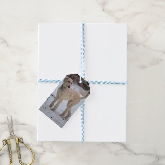 オリー ギフトタグ (より糸付き)