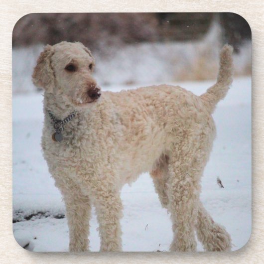 オリー コースター (正面)