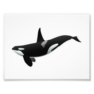 オルカクジライラストレーション – 背景色を選択 フォトプリント           
