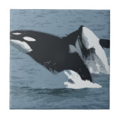 オルカクジラ タイル (正面)