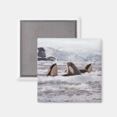 オルカススパイホッピング磁石 マグネット (正面/裏面)