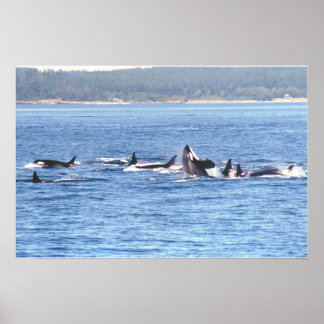 オルカスーパーポッドフレームプリント ポスター