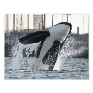 オルカトールT046Eゲメスカネル フォトプリント