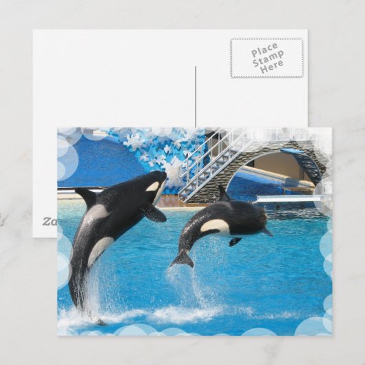 オルカ鯨葉書 ポストカード (正面/裏面)