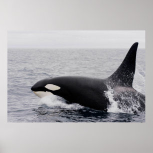 オルカ、キラークジラ、ブリーチング ポスター