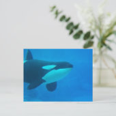 オルカ・キラー・クジラの水中青色 ポストカード (スタンド正面)