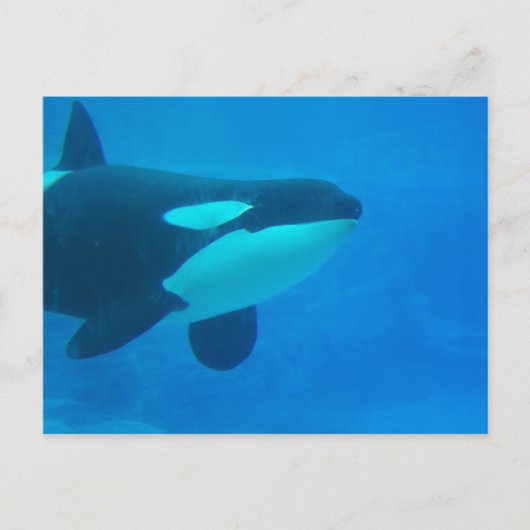 オルカ・キラー・クジラの水中青色 ポストカード (正面)