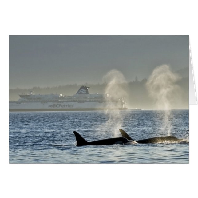 オルカ・クジラの息 (正面横)